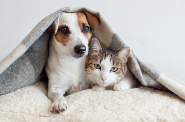 The top pet products to get your furry friend through the winter