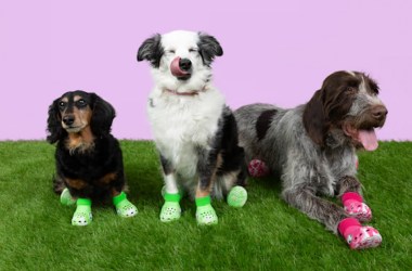 Here are some $50 Crocs for the dog that has everything