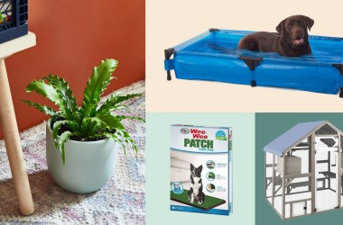 ‘Petios’ are trending and you should definitely make one for your furry BFF