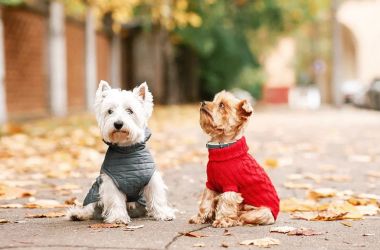Cold weather tips for pet owners